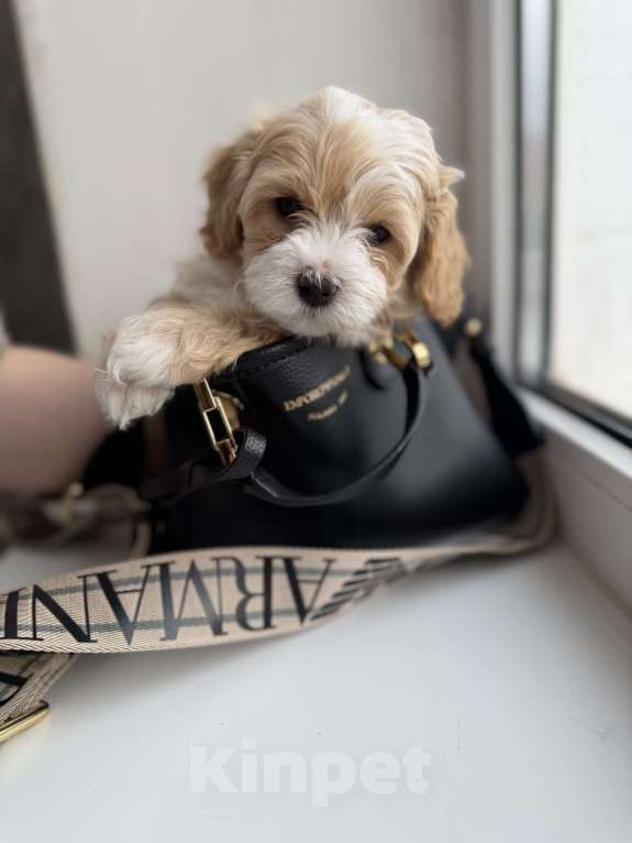 Собаки в Иваново: Той-пудель мальчик Мальчик, 90 000 руб. - фото 2