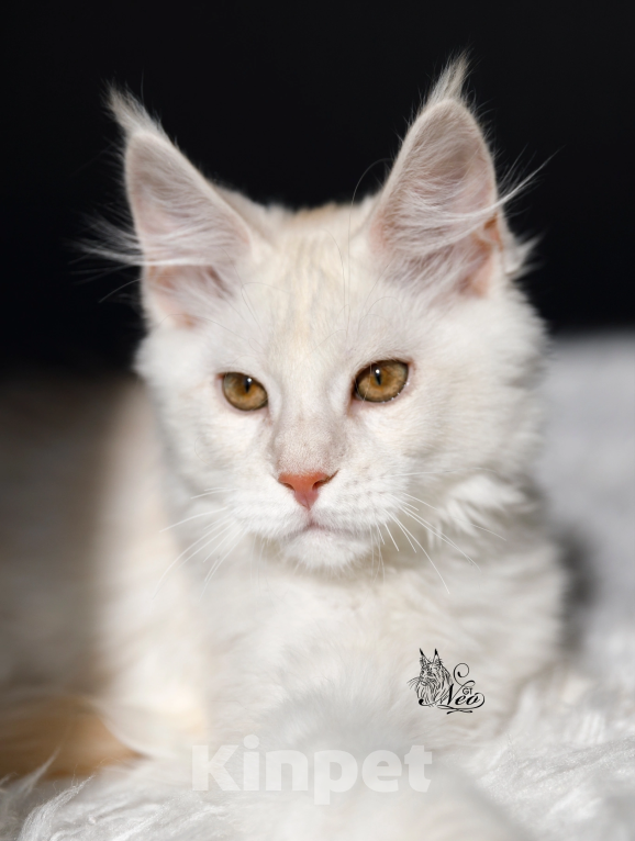Кошки в Москве: Серебрянные котята Мейнкун Мальчик, 25 000 руб. - фото 1