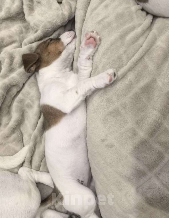 Собаки в Химках: Продам девочку Джек Рассел терьер Девочка, 40 000 руб. - фото 4