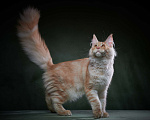Кошки в Барнауле: Мейн-кун из питомника Мальчик, 50 000 руб. - фото 7