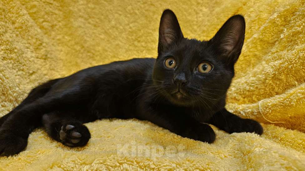 Кошки в Москве: Котенок Корица с ярким характером Девочка, Бесплатно - фото 3