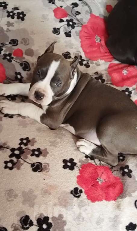 Собаки в Москве: Шикарный голубой мальчик Мальчик, 120 000 руб. - фото 3