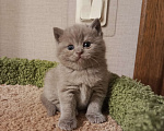 Кошки в Всеволожске: Красивая британская малышка Девочка, 25 000 руб. - фото 2