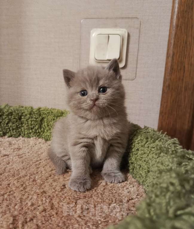 Кошки в Всеволожске: Красивая британская малышка Девочка, 25 000 руб. - фото 2