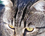 Кошки в Краснодаре: Ласковый, умный, смелый мышелов в добрые руки. Мальчик, 1 руб. - фото 2