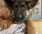 Собаки в Ейске: щенок Немецкой овчарки Мальчик, Бесплатно - фото 1
