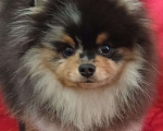 Собаки в Химках: Малыш померанец Мальчик, 35 000 руб. - фото 1