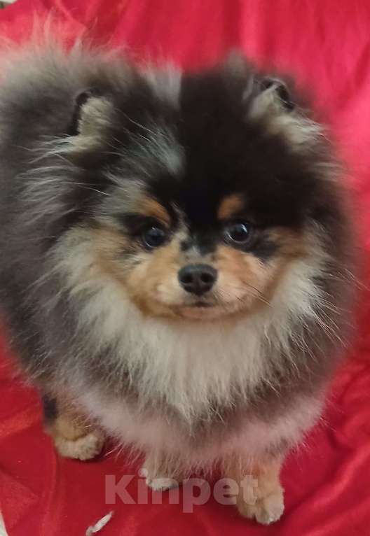 Собаки в Химках: Малыш померанец Мальчик, 35 000 руб. - фото 1