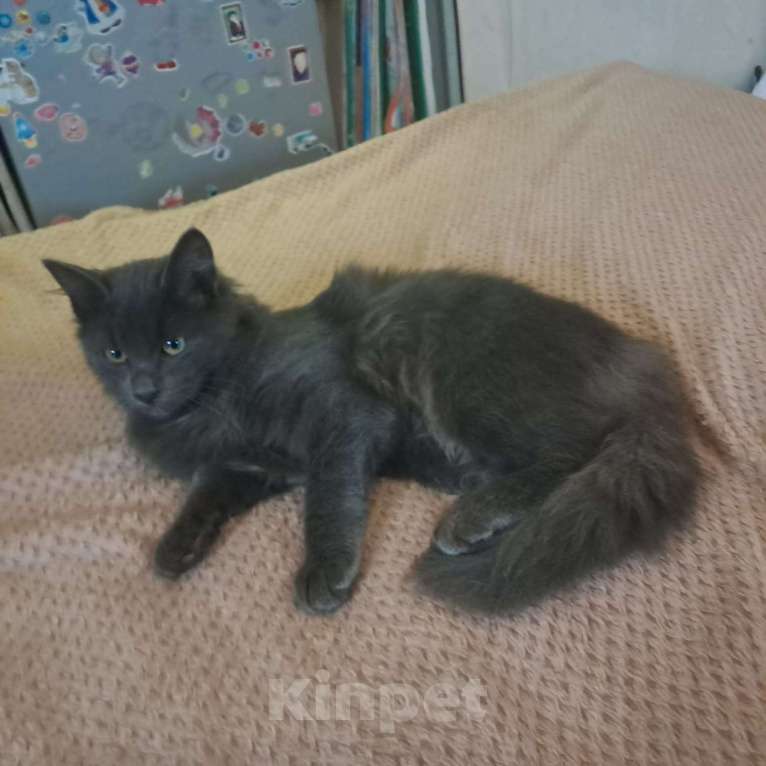 Кошки в Москве: Котенок Боня 4,5 месяца в добрые руки  Мальчик, Бесплатно - фото 2