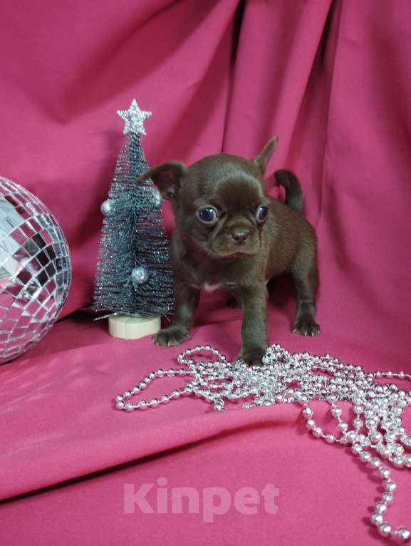 Собаки в Москве: Шоколадные щенки чихуа Девочка, 30 000 руб. - фото 1