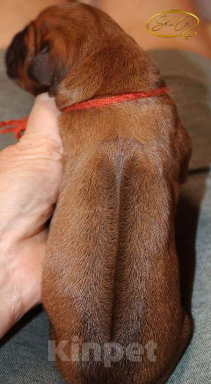 Собаки в других городах Московской области: Щенки риджбека из питомника РКФ Девочка, Бесплатно - фото 2