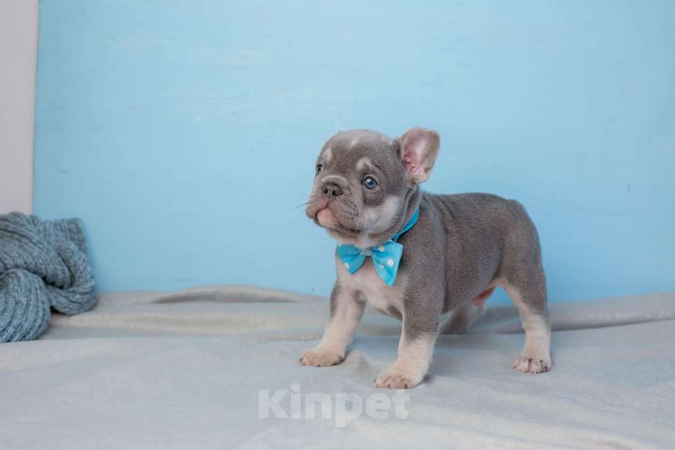 Собаки в Самаре: Щенок французского бульдога лиловый Мальчик, Бесплатно - фото 2