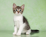 Кошки в Москве: Крохотный котенок Иван ищет семью Мальчик, Бесплатно - фото 1