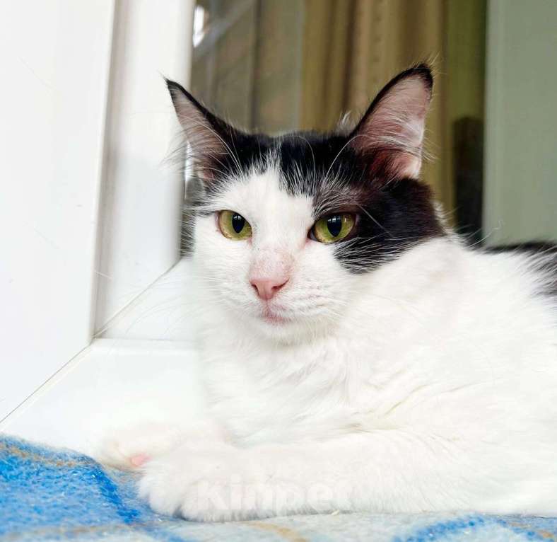 Кошки в Москве: Котенок Лаплас в добрые руки  Мальчик, Бесплатно - фото 2