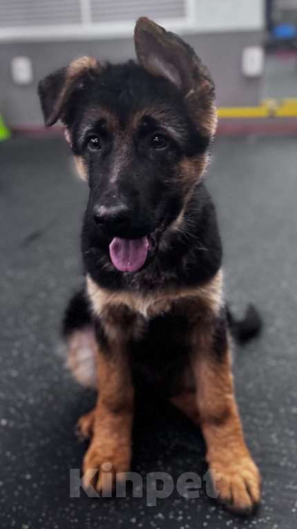 Собаки в Кемерово: Щенки немецкой овчарки Мальчик, Бесплатно - фото 2