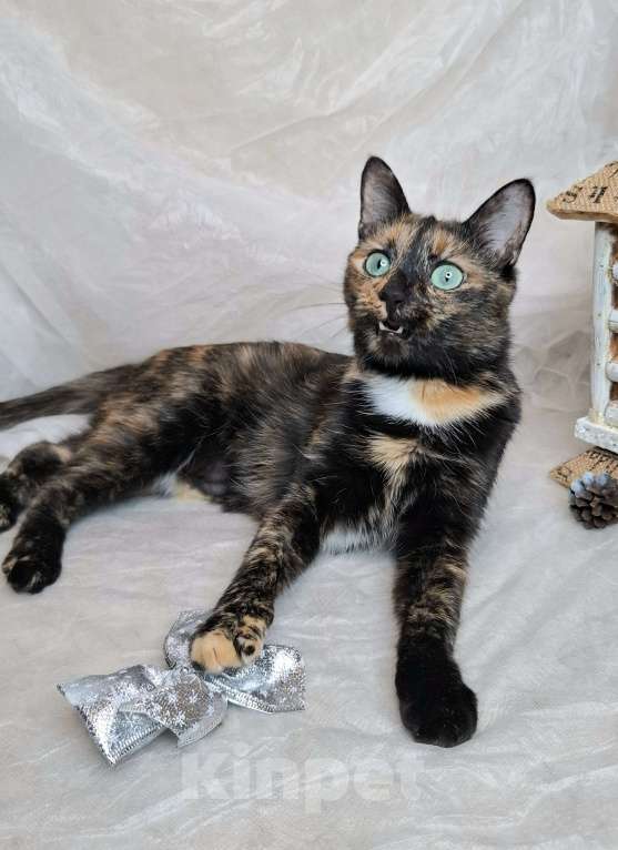 Кошки в Москве: Кошка с изумрудными глазами в добрые руки  Девочка, Бесплатно - фото 6