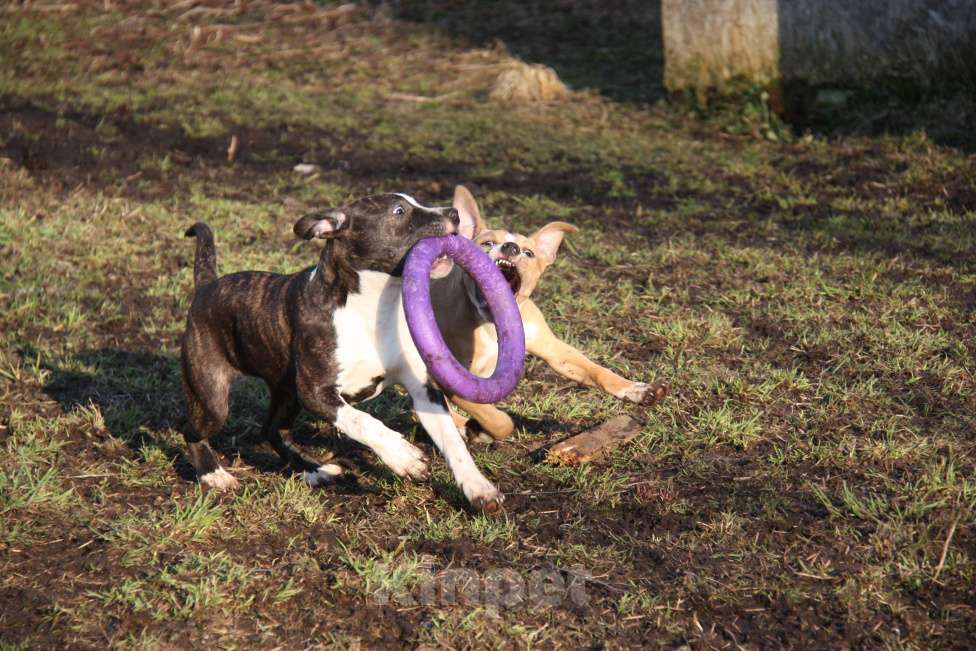Собаки в других городах Московской области: Американский стаффордширский терьер щенки Мальчик, Бесплатно - фото 7