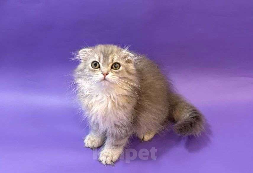 Кошки в Клине: Амадей Мальчик, 20 000 руб. - фото 3