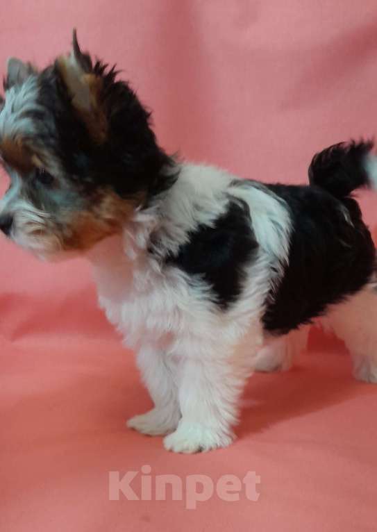 Собаки в Москве: Миниатюрная девочка Девочка, 80 000 руб. - фото 6