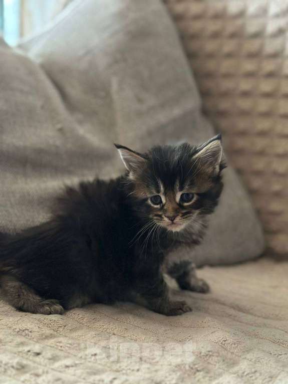 Кошки в Санкт-Петербурге: Мейн-кун чистокровные американцы Разнополые, 32 500 руб. - фото 1