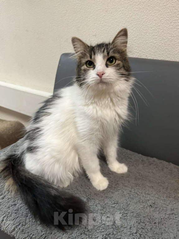 Кошки в Москве: Ласковая кошечка в добрые руки Девочка, Бесплатно - фото 1