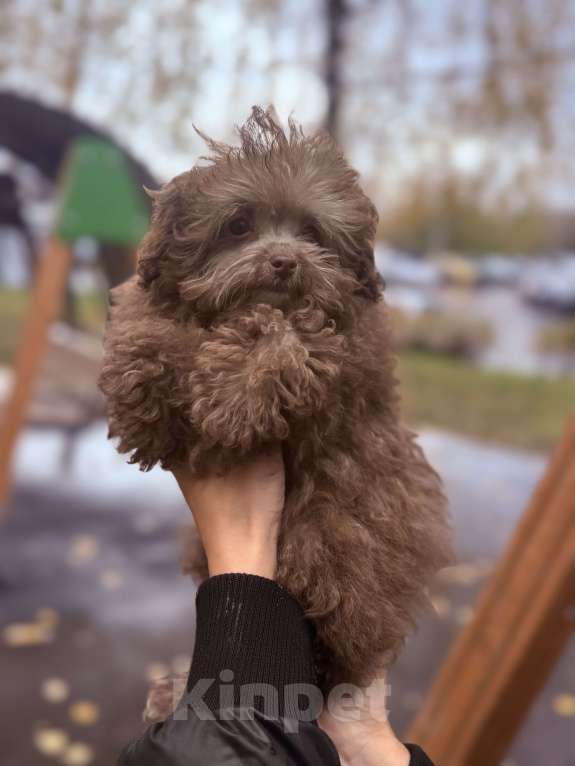Собаки в Москве: Той пудель импорт Китай 🇨🇳  Девочка, 330 000 руб. - фото 1