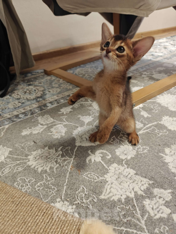 Кошки в Мытищах: Абиссинские котята в домашние любимцы Девочка 2 Девочка, 45 000 руб. - фото 4