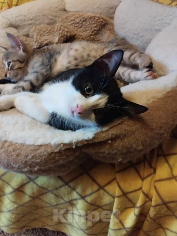 Кошки в Выборге: Котята Мальчик, 10 руб. - фото 4
