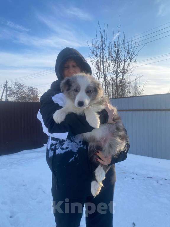 Собаки в Липецке: Бордер Колли щенки Мальчик, 95 000 руб. - фото 1