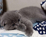 Кошки в Видном: Вязка шотландский вислоухий кот, 2 000 руб. - фото 2