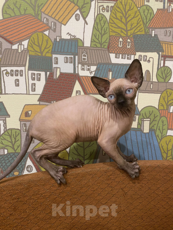 Кошки в Москве: Шикарная породная канадочка Девочка, 40 000 руб. - фото 8