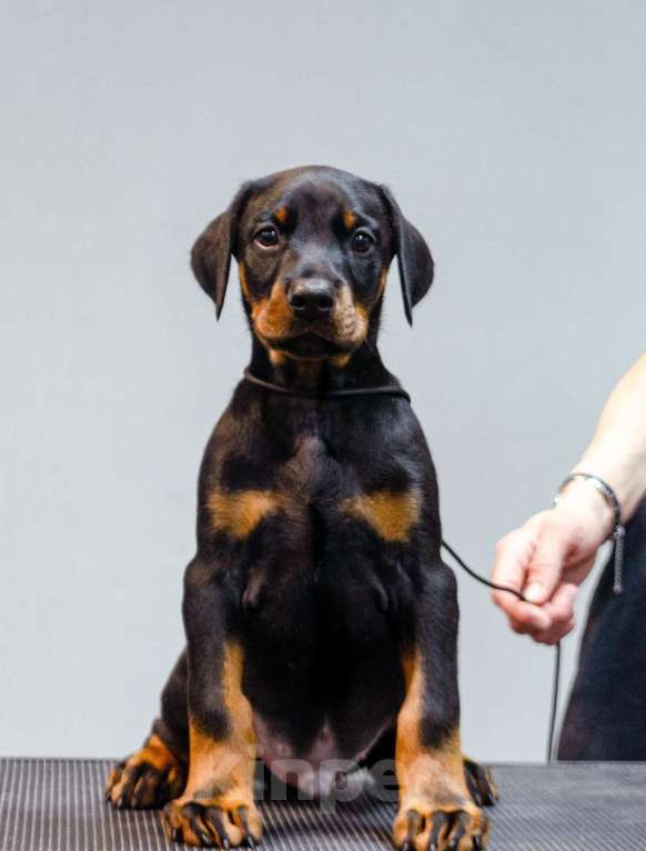 Собаки в Москве: Щенки добермана Мальчик, Бесплатно - фото 3
