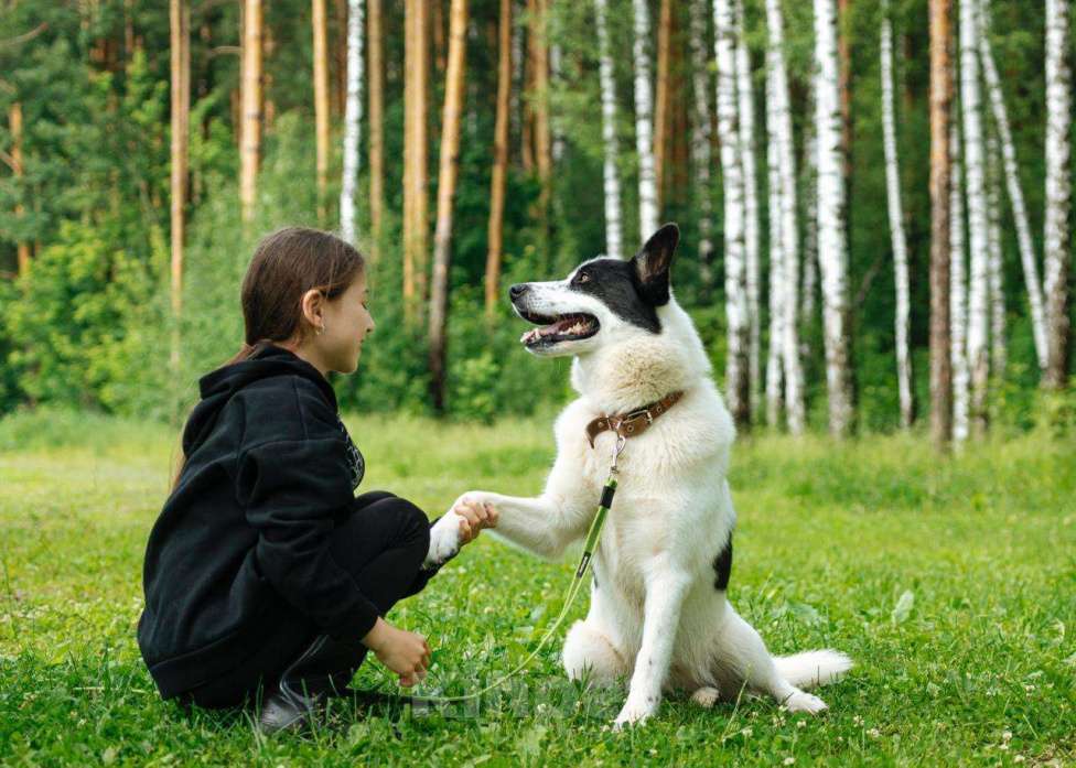 Собаки в Балашихе: невероятная красивая собака Белка ждет свою семью Девочка, Бесплатно - фото 3