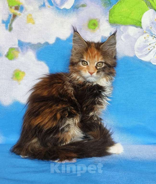 Кошки в Москве: Котёнок из питомника Девочка Девочка, 60 000 руб. - фото 6