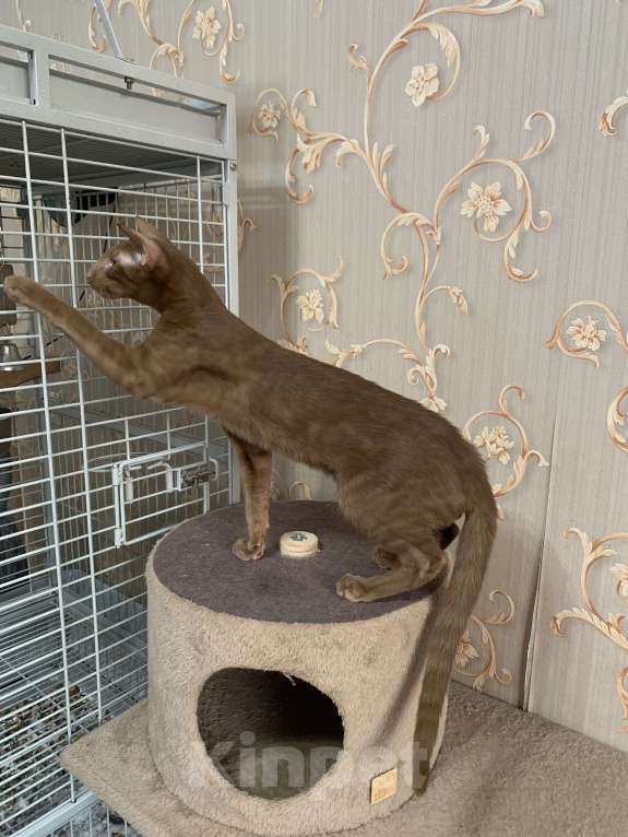 Кошки в Москве: Ориентальный котенок Мальчик, Бесплатно - фото 5