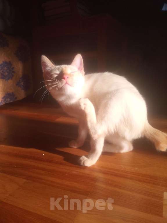 Кошки в Санкт-Петербурге: Меконгский бобтейл Мальчик, 20 000 руб. - фото 2