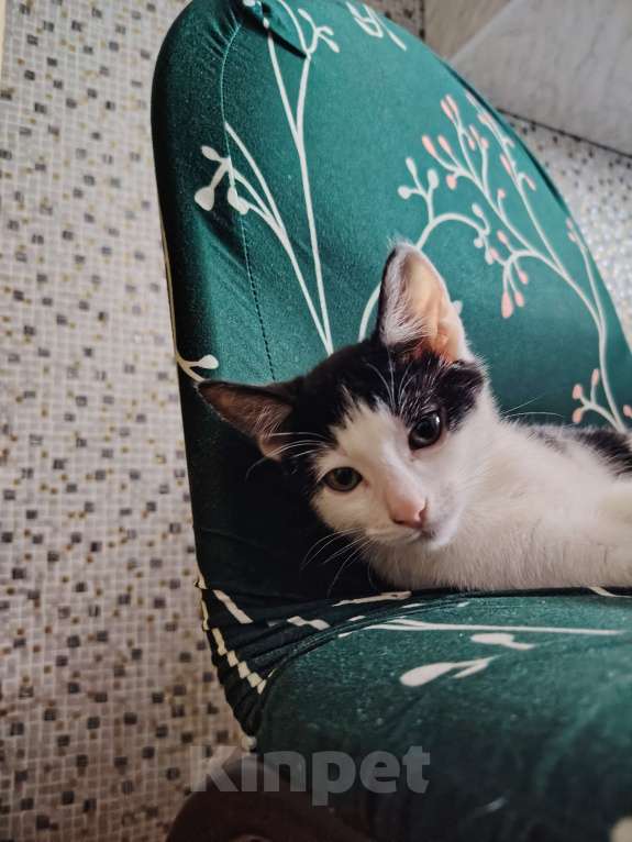 Кошки в Москве: Отдам в  хорошие руки Мальчик, 100 руб. - фото 2