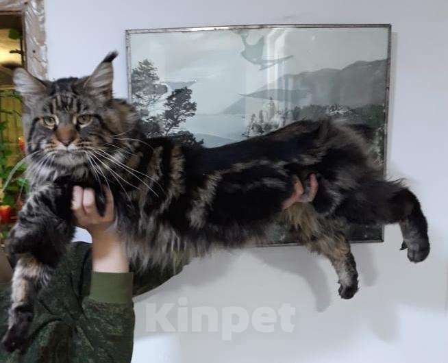 Кошки в Якутске: Вязка, 30 000 руб. - фото 1