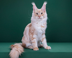Кошки в Красногорске: Котенок  Мальчик, Бесплатно - фото 5