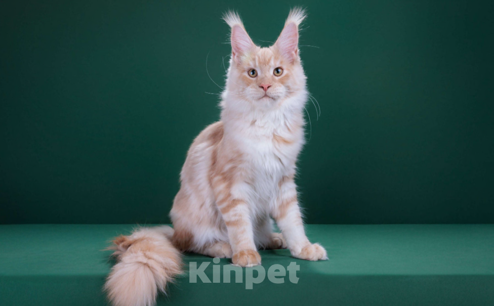 Кошки в Красногорске: Котенок  Мальчик, Бесплатно - фото 5