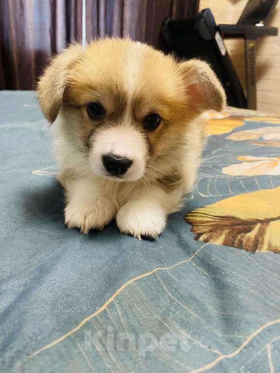 Собаки в других городах Нижегородской области: Мальчик Корги Мальчик, 60 000 руб. - фото 2