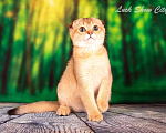Кошки в Санкт-Петербурге: Золотая кошечка 🎀 скоттиш фолд Девочка, Бесплатно - фото 3