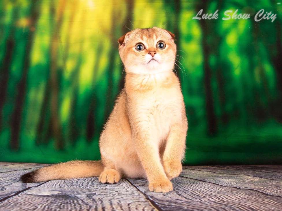 Кошки в Санкт-Петербурге: Золотая кошечка 🎀 скоттиш фолд Девочка, Бесплатно - фото 3