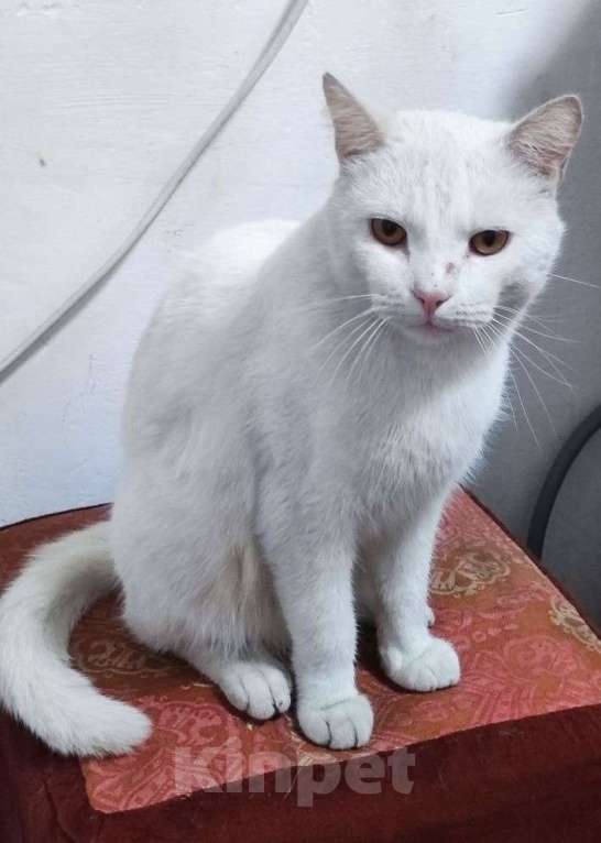 Кошки в Бийске: ПРОПАЛ КОТ! Мальчик, Бесплатно - фото 1