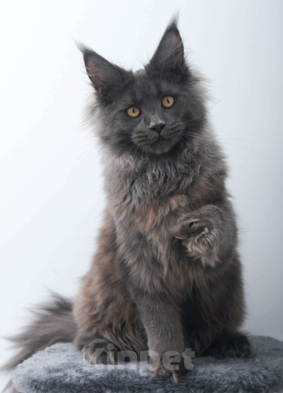 Кошки в Москве: Голубой солид кошечка Девочка, 70 000 руб. - фото 9