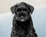 Собаки в Апатите: высокопородные щенки цвергшнауцера черного Девочка, 65 000 руб. - фото 1