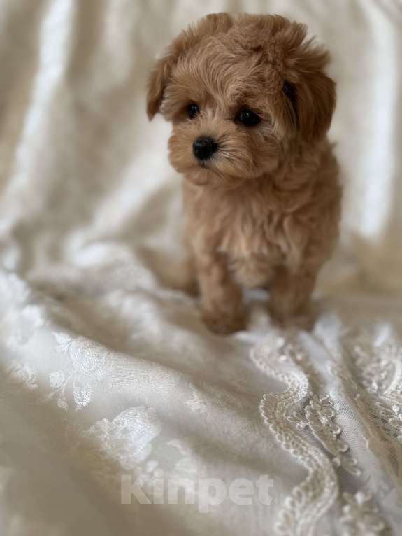 Собаки в Мытищах: Щенки мальтипу Девочка, 70 000 руб. - фото 6