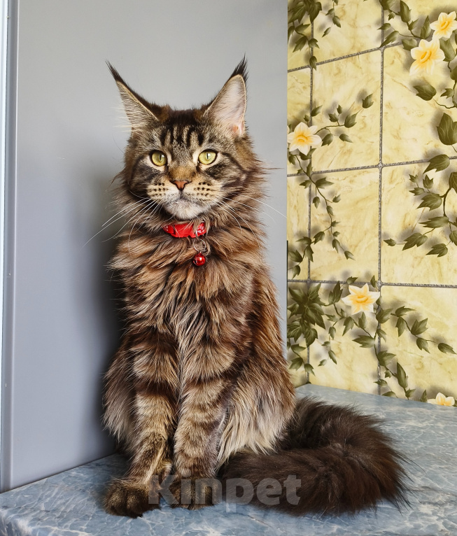 Кошки в Москве: Котёнок Мейн-кун Девочка Девочка, 40 000 руб. - фото 3