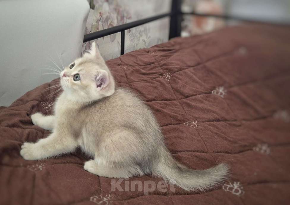 Кошки в Москве: Весна Девочка, 40 000 руб. - фото 10