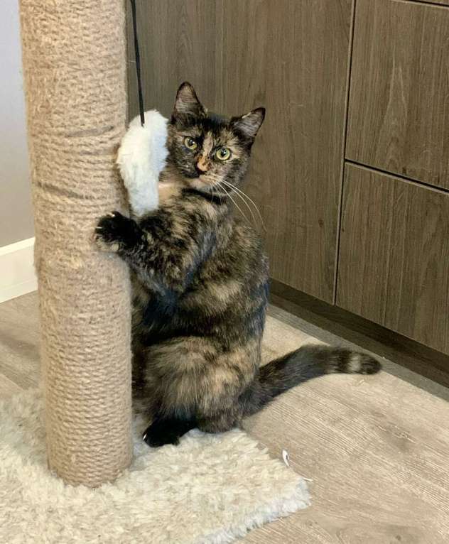 Кошки в Санкт-Петербурге: Кошечка Ириска ищет дом Девочка, Бесплатно - фото 1